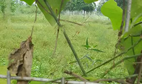 Punjab land project